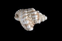 藏品(扭法螺)的圖片